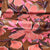 detail-foto-von-baumwollsatin-magnolia-nutmeg-mit-riesigen-blumen-in-pink-koralle-weiss-lila-purple-auf-einem-grund-in-hellbraun